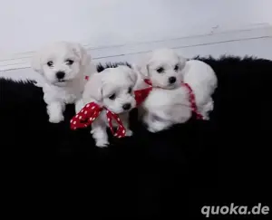 Vier zuckersüße Malteser Welpen 