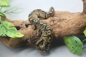 Königspython 1.0 Orbit 100% het. Piebald het. Ghost 2025