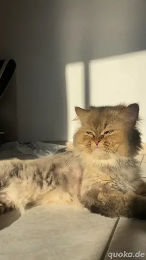 Golden shaded persian cat Bild 2