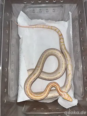 Kornnatter Männchen