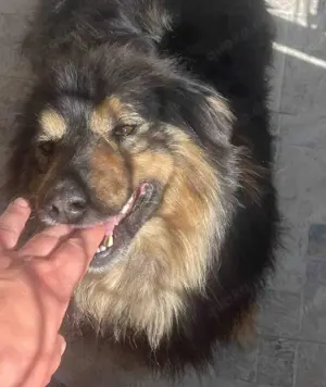  Herzbube Jack   sucht ein Zuhause für immer Bild 5