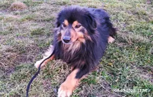  Fluffy Fellkugel Jack   sucht ein Zuhause für immer