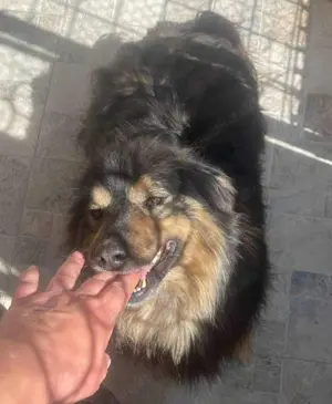  Herzbube Jack   sucht ein Zuhause für immer Bild 6