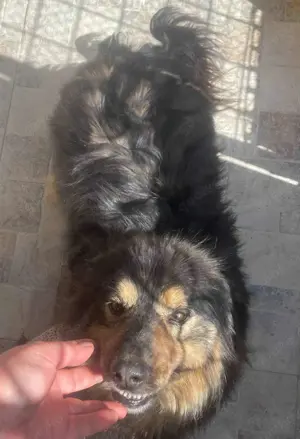  Herzbube Jack   sucht ein Zuhause für immer Bild 7
