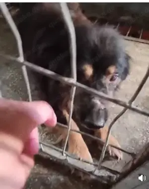  Herzbube Jack   sucht ein Zuhause für immer Bild 10