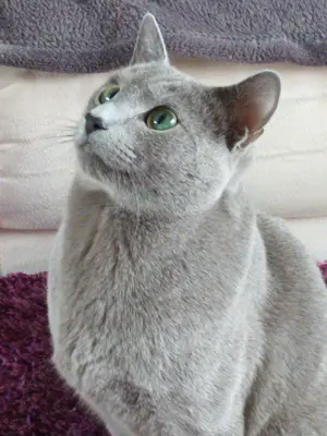 Reinrassige Russisch blau Kitten mit Stammbaum.  Bild 5