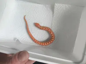 Hakennasennattern Heterodon nasicus