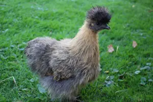 Bruteier unserer wunderschönen Zwergseidenhühner  Bild 2