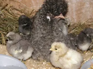 Reinrassige Zwergseidenhühner Bruteier und Küken viele Farben