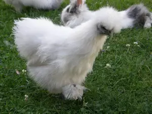 Bruteier unserer wunderschönen Zwergseidenhühner  Bild 6