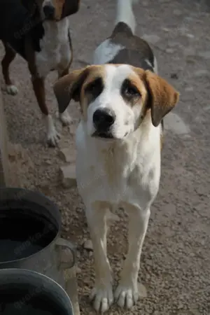 Ariela freundlicher Tornjak Mischling Hündin Herdenschutzhund sucht Zuhause oder Pflegestelle Bild 3