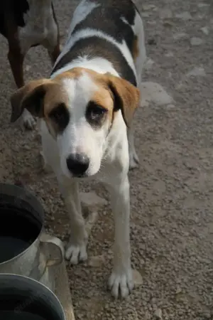 Ariela freundlicher Tornjak Mischling Hündin Herdenschutzhund sucht Zuhause oder Pflegestelle Bild 6