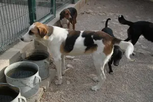 Ariela freundlicher Tornjak Mischling Hündin Herdenschutzhund sucht Zuhause oder Pflegestelle Bild 5