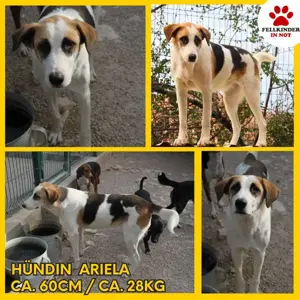 Ariela freundlicher Tornjak Mischling Hündin Herdenschutzhund sucht Zuhause oder Pflegestelle