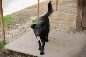 *SARA* ist eine ganz liebe Hündin. Sie liebt die Nähe von Menschen  