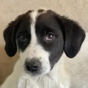 Zenzi, geb. ca. 01 2025, lebt in GRIECHENLAND, im städt. Tierheim Serres