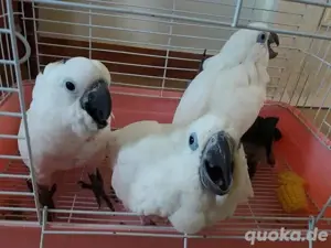 Weißhaubenkakadu-Babys