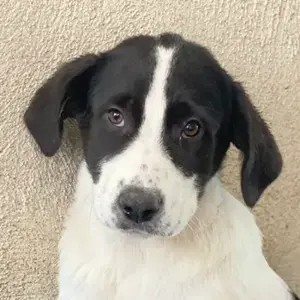 Zola, geb. ca. 01 2025, lebt in GRIECHENLAND, im städt. Tierheim Serres