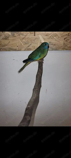 Junge Glanzsittiche Abzugeben 