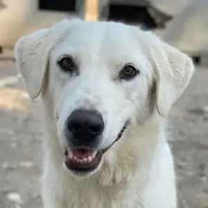 Aspra, geb. ca. 05 2023, lebt in GRIECHENLAND, im städt. Tierheim Serres