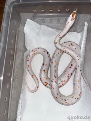 Kornnatter Männchen 