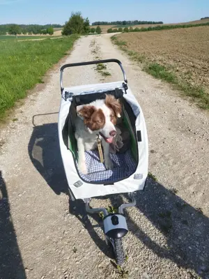 Pasquale sucht ein Wunder!