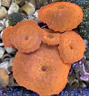 Discosoma sp.   rote Scheibenanemone Bild 2