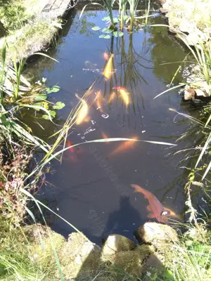 Koikarpfen, Goldfische in Baden-Baden Gestohlen  Bild 3