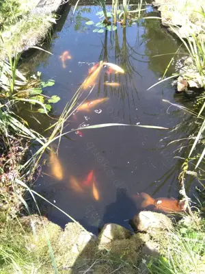 Koikarpfen, Goldfische in Baden-Baden Gestohlen  Bild 5