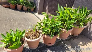 15 große bepflanzte Blumenkübel Pflanzkübel mit Untersetzern