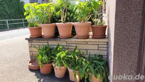15 große bepflanzte Blumenkübel Pflanzkübel mit Untersetzern Bild 2