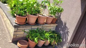 15 große bepflanzte Blumenkübel Pflanzkübel mit Untersetzern Bild 4