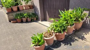 15 große bepflanzte Blumenkübel Pflanzkübel mit Untersetzern Bild 3