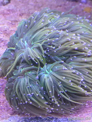 Euphyllia Holy Grail meerwasser