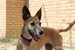 Gassi - und Schmusekönigin - selbstbewusste zarte Bambi