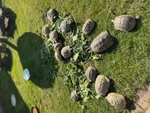 Griechische Landschildkröten THB