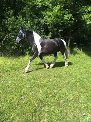 Reitbeteiligung auf feiner lieben Stute