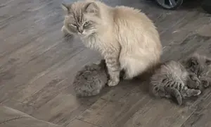 Bezaubernde Neva und Britisch Langhaar Kätzchen 