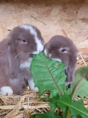 Mini loop Jungtiere M W