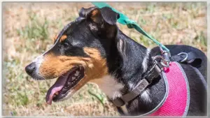 Vicky, eine tolle Hündin!