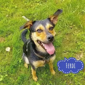 Ferdi, süßer, lieber und junger Mischlings Rüde