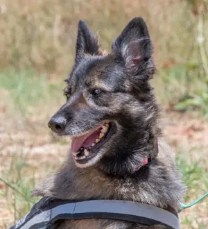 Luna, eine temperamentvolle Dame! Bild 3