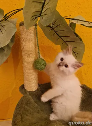 neugieriger ragdoll kater darf ausziehen 