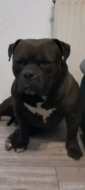 Amerikan Bully Pocket ABKC  Bild 7