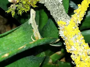 Lepidodactylus lugubris Jungferngecko Gecko