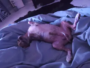 Chihuahua Deckrüde (kein Verkauf!) Bild 8