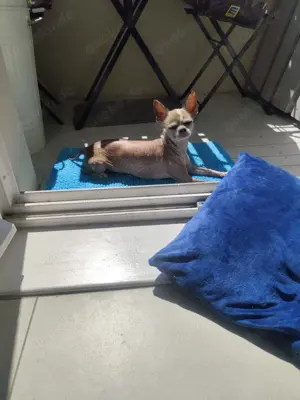 Chihuahua Deckrüde (kein Verkauf!) Bild 9