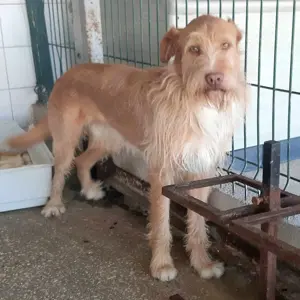 GRIZZY wünscht sich ein Zuhause im Glück Bild 2