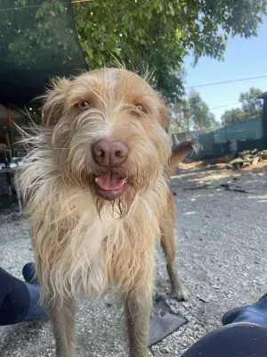 GRIZZY wünscht sich ein Zuhause im Glück Bild 3