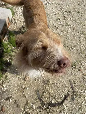 GRIZZY wünscht sich ein Zuhause im Glück Bild 6